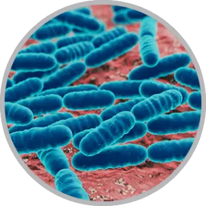 Où trouver du Lactobacillus gasseri ? Où trouver du Lactobacillus gasseri ?