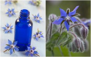 bienfaits d'huile de bourrache pour la peau bienfaits d'huile de bourrache pour la peau